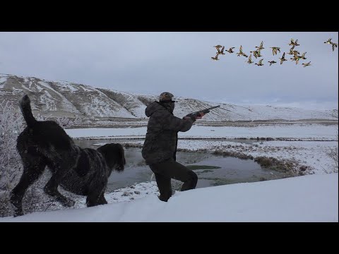 Видео: Büyük Sürü Üzerime Geldi. -15 Derece Dondurucu Soğuk'ta Parlama Ördek Avı. Duck Hunt/Охота на утку.