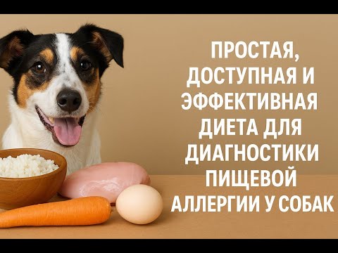 Видео: Простая, доступная и очень эффективная диета для диагностики пищевой аллергии у собак.