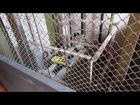 Видео: Сетчатая шахта! Лифт ЩЛЗ Ecomaks ~2018 г.в. Подольск, Большая Серпуховская 52 [П-1]