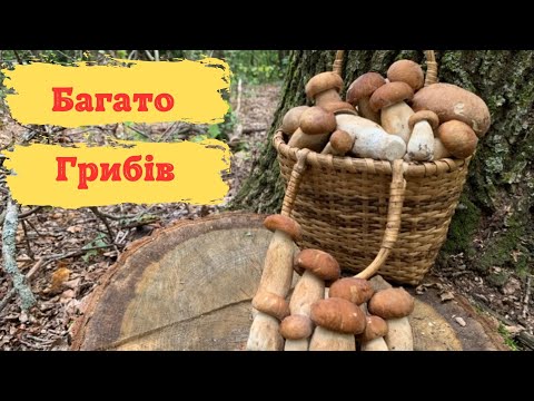Видео: Білі Гриби ростуть МАСОВО !!!