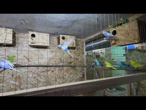 Видео: Volnistik38 Ангарск