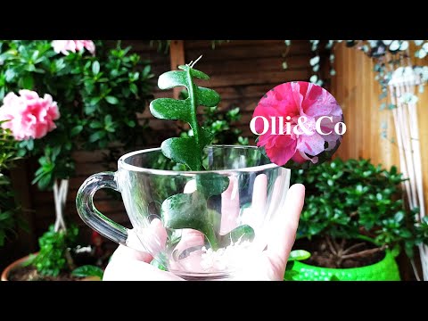 Видео: ЭПИФИЛЛУМ. Лесные кактусы. Размножение черенками. Укоренение