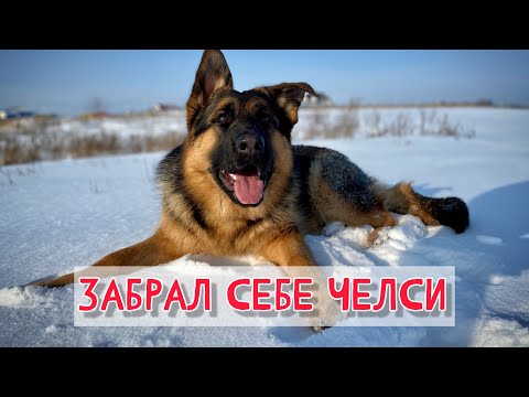 Видео: ВЗЯЛ ЕЩЕ ОДНУ ОВЧАРКУ