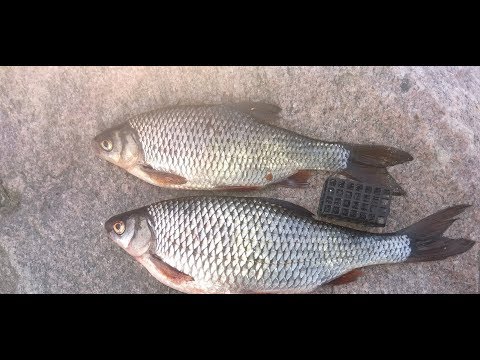 Видео: Рыбалка на дамбе Финского залива. Крупная плотва, густера, подлещик. 13.05.2018