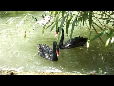Видео: Італійська мова для початківців. Рід і число іменників