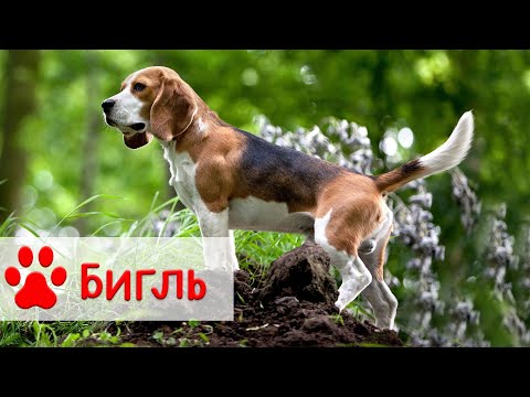 Видео: Бигль | Все о породе