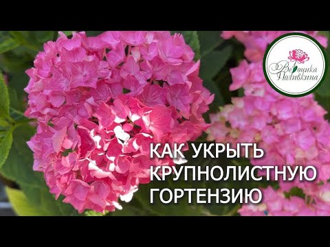 Видео: КОГДА И КАК УКРЫВАТЬ КРУПНОЛИСТНУЮ ГОРТЕНЗИЮ