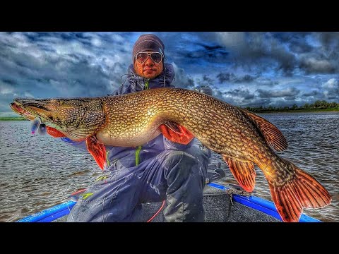 Видео: RelaxTexas🔥щуки наловили👍 трофейная рыбалка на Оби! Осенний жор рыбы, ловля на джиг! Hummingbird