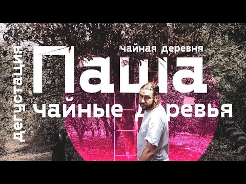 Видео: Чайная деревня Паша. Дегустация и Чайные деревья