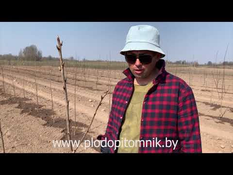 Видео: ОБРЕЗКА ВИШНИ и ЧЕРЕШНИ весной. Как мы обрезаем вишню и черешню у себя в питомнике растений.