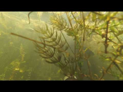 Видео: Подводная охота - В подводных джунглях