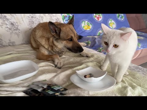 Видео: На даче 