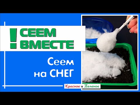 Видео: Посев семян НА СНЕГ без ошибок