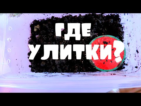 Видео: МИНИ УБОРКА У 17 УЛИТОК