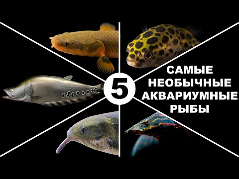 Видео: Топ 5 необычных аквариумных рыб | Top 5 unusual aquarium fish