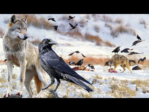 Видео: Ворона в деле. Вот на что способна Ворона, когда хочет кушать.