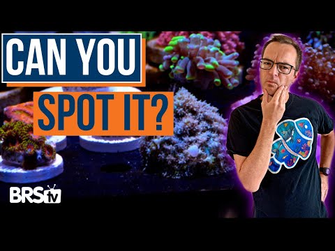 Видео: 5 распространённых ошибок для новичков в рифовых аквариумах! Эпизод 38c