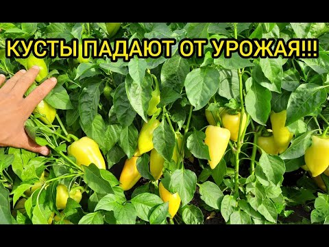 Видео: Финальные подкормки перца для большого урожая