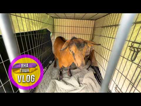 Видео: Мы ПРОДАЛИ козу и сказочно РАЗБОГАТЕЛИ! На ВБ примеряли куртки! Что в итоге? Лучшая пицца в Феодосии