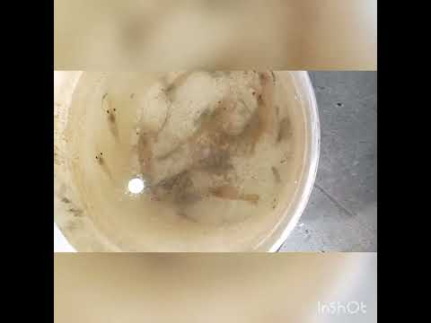 Видео: Эксперимент ценой 4х лет, прудовое выращивание креветки розенберга и австралийского рака