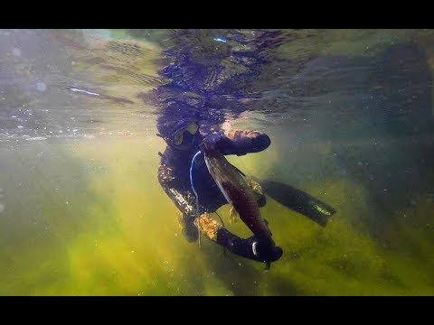 Видео: Подводная охота дельта реки Или (оз. Балхаш) июнь 2019 года Казахстан. Сом 20 кг.