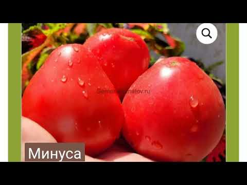 Видео: Выбор сортов томатов для сезона 2024Часть-1