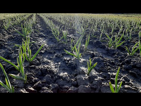 Видео: Підготовка до посадки, оптимальні схеми посадки часнику!!!