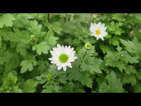 Видео: Хризантема в январе.