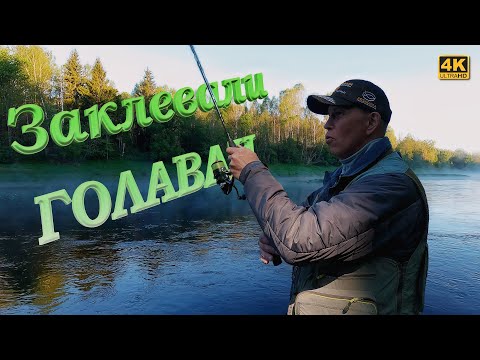 Видео: Заклевали ГОЛАВЛИ. Всё на Jackall Micro Tappy 54F