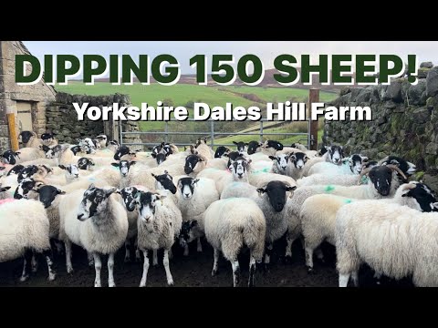 Видео: МАКШИНГ ОВЕЦ! И прогулка по ферме!