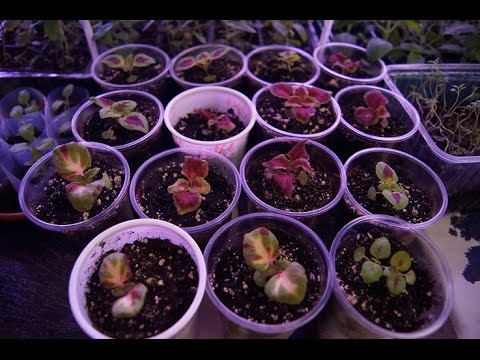 Видео: Рассада КОЛЕУСА,УХОД ПОДКОРМКИ ПОЛИВ,ЧАСТЬ 4