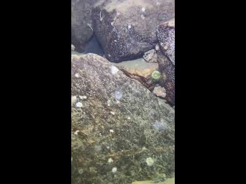 Видео: подводный мир моими глазами в прямом эфире