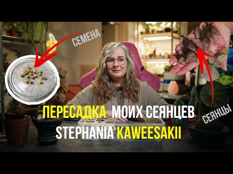 Видео: Stephania kaweesakii: опыление, семена, пересадка моих сеянцев