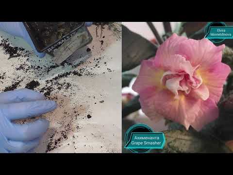 Видео: 🌱Выкапываю ризомы ахименесов  Удовольствие как от посадки орхидей 🤓👍