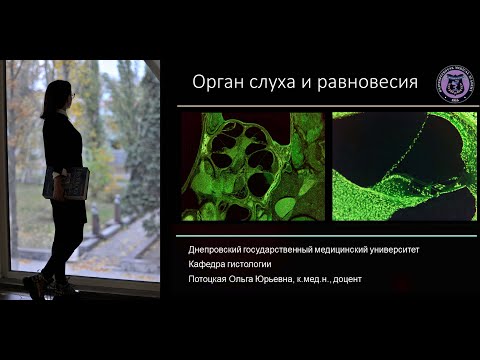 Видео: 17. Орган слуха и равновесия (лекция по гистологии)