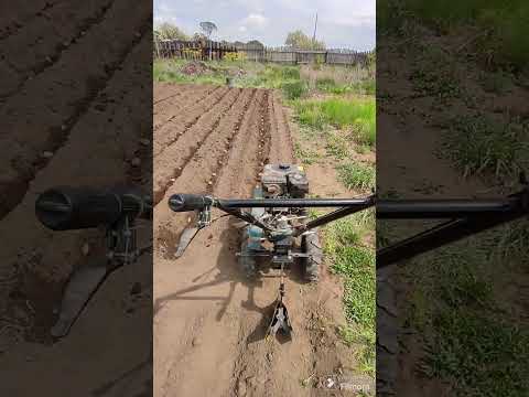 Видео: Посадка картофеля культиватором. Быстро и просто без лишних затрат.