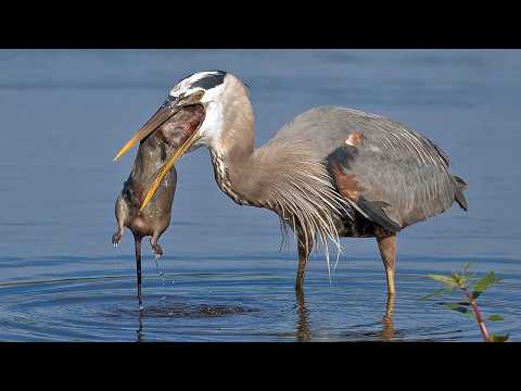 Видео: Цапля на Охоте! Цапля охотится на Выдру, Утку, Жаб, Птиц и даже Кроликов...