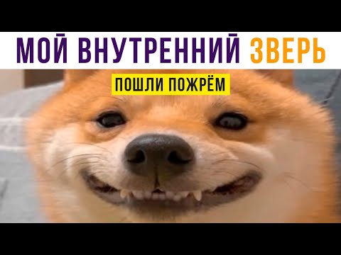 Видео: МОЙ ВНУТРЕННИЙ ЗВЕРЬ) Приколы с собаками | Мемозг #509