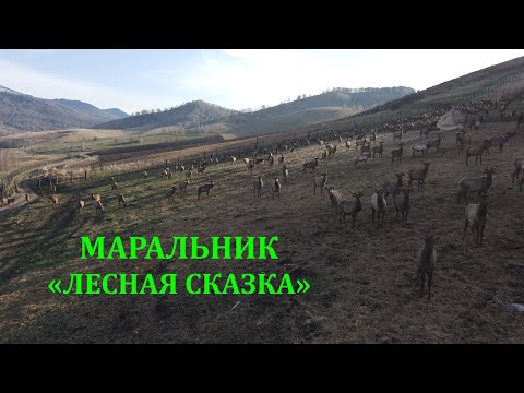 Видео: Маральник Лесная сказка в селе Топольное Алтайского края 4K