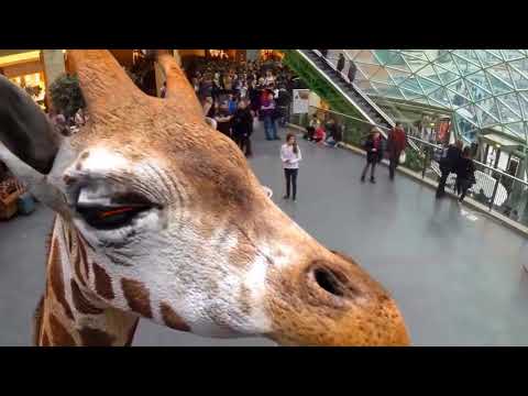 Видео: Новая технология  голограмма шоу в Дубае, Польше и Японии.