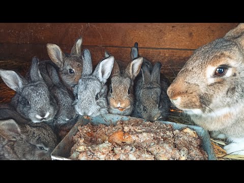 Видео: Кролиководство! Обзор крольчатника после окролов!