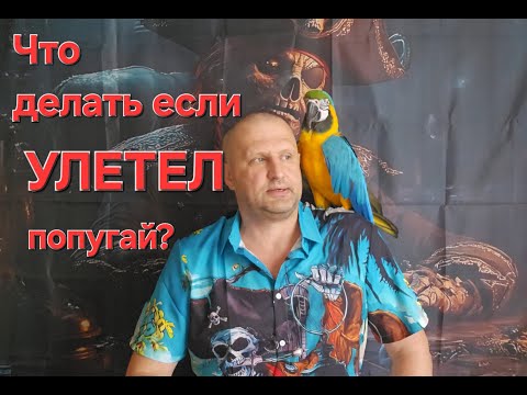 Видео: Что делать если УЛЕТЕЛ ПОПУГАЙ?