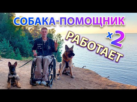 Видео: Собака-помощник ♿🐕 на работе. На коляске с двумя собаками одновременно🐕♿🐕 Часть 1.