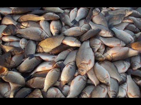 Видео: Як виловити карась та ротан у ставку. Зачистка озера від дикого карася. Мотопомпа Hyundai HYT 83