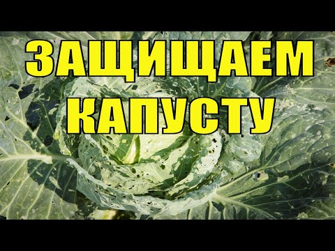 Видео: Высаживаем рассаду капусты в открытый грунт! Как бороться с  крестоцветной блошкой!