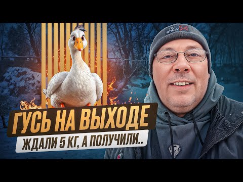 Видео: СМОТРЕТЬ ДО КОНЦА! Правда о домашнем забое гуся и секрет идеальной тушки #МоеПодворье