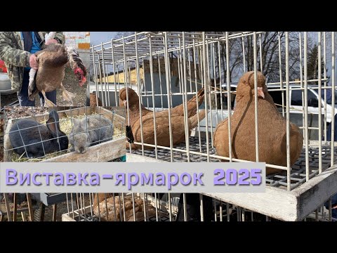 Видео: 15.03.2025 ВИСТАВКА-ЯРМАРОК ГОЛУБІВ ТА ІНШИХ ТВАРИН с. СТЕПНЕ ПОЛТАВСЬКИЙ РАЙОН ПОЛТАВСЬКА ОБЛАСТЬ