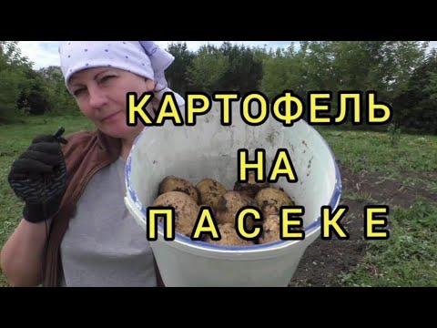 Видео: #деревня Урожай картофеля на пасеке #пасека 