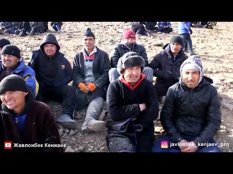 Видео: Улоки Карамазор 14 01 2023 Полный версия Жавлонбек Кенжаев/Купкари Кукмар Бузкаши