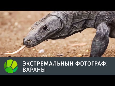 Видео: Вараны. Экстремальный фотограф | Живая Планета